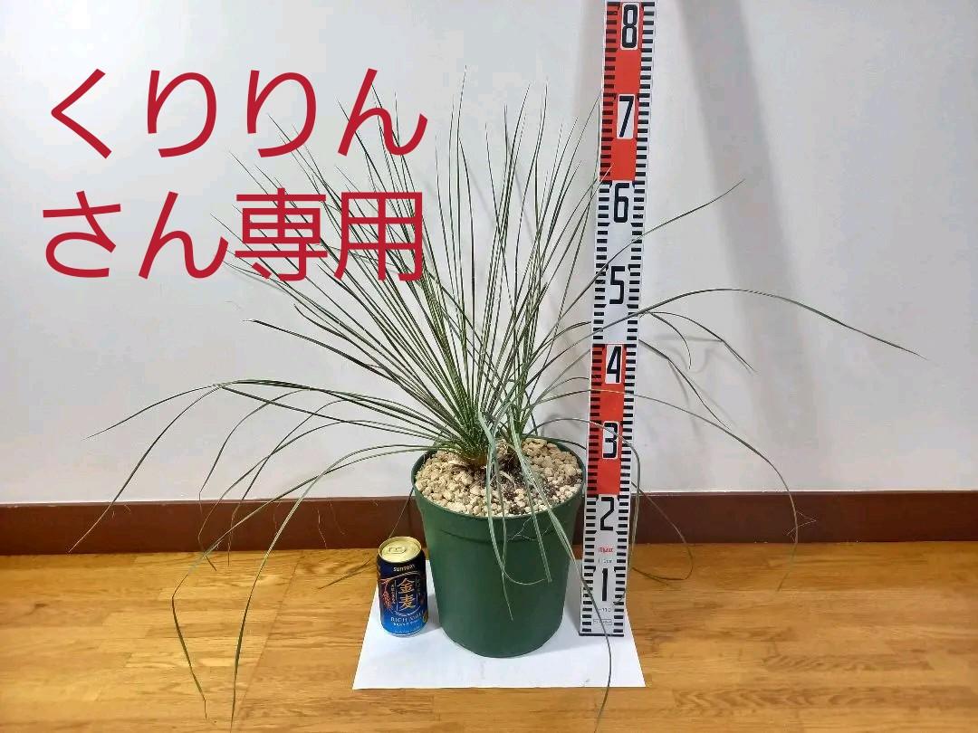 ※くりりんさん専用ユッカ エラータ 嬉しいカキコ付き!お得!!