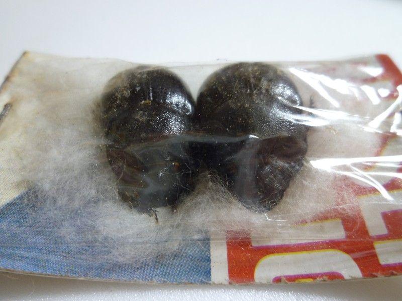 外国産フンチュウ標本】ダイコクコガネ2/エクアドル産/24mm-21.9
