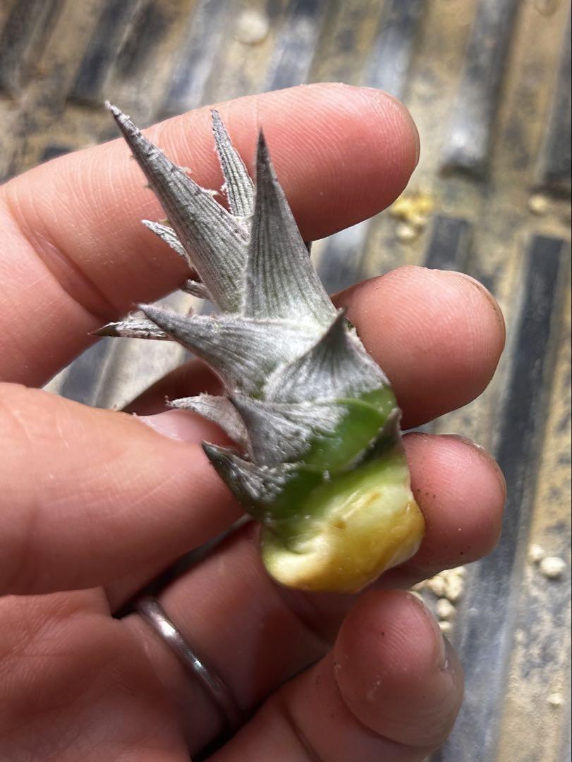 士魂植栽Dyckia SilverFox CrownofThorn