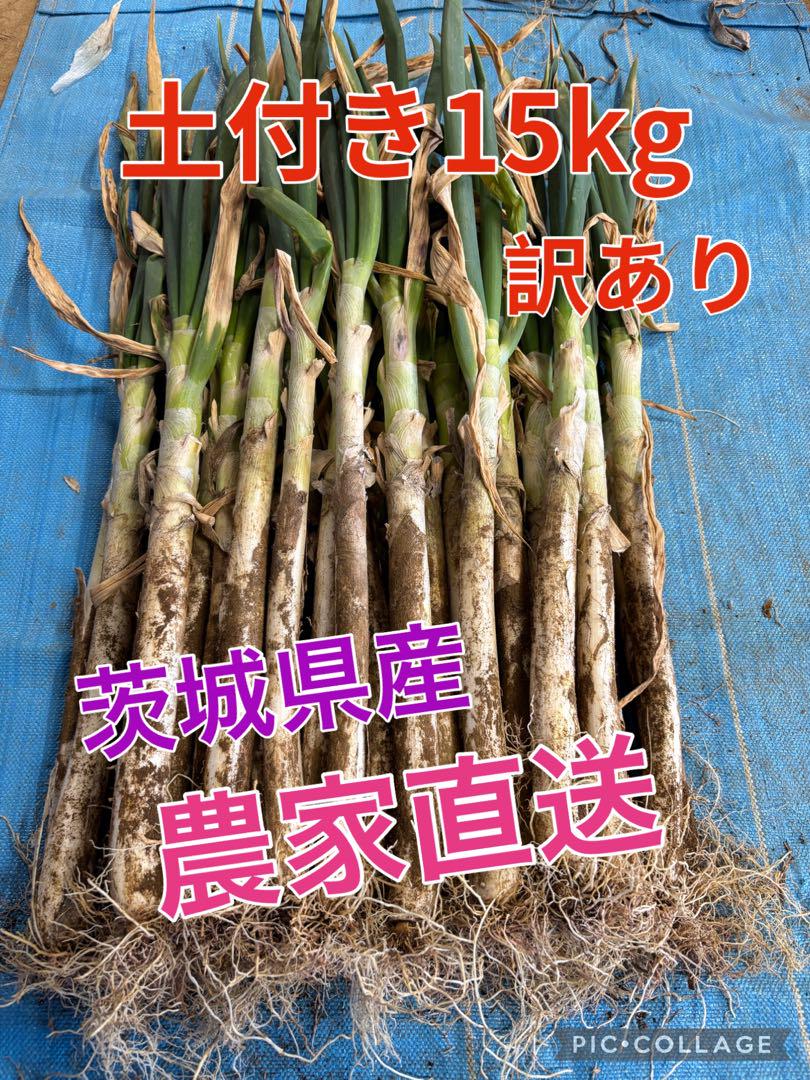 新鮮ネギ（長ネギ）　茨城県産　農家直送　土付き15kg