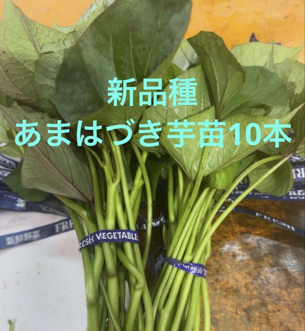 甘はづき苗20本 （さつまいも苗【あまはづき20本】【ウイルス