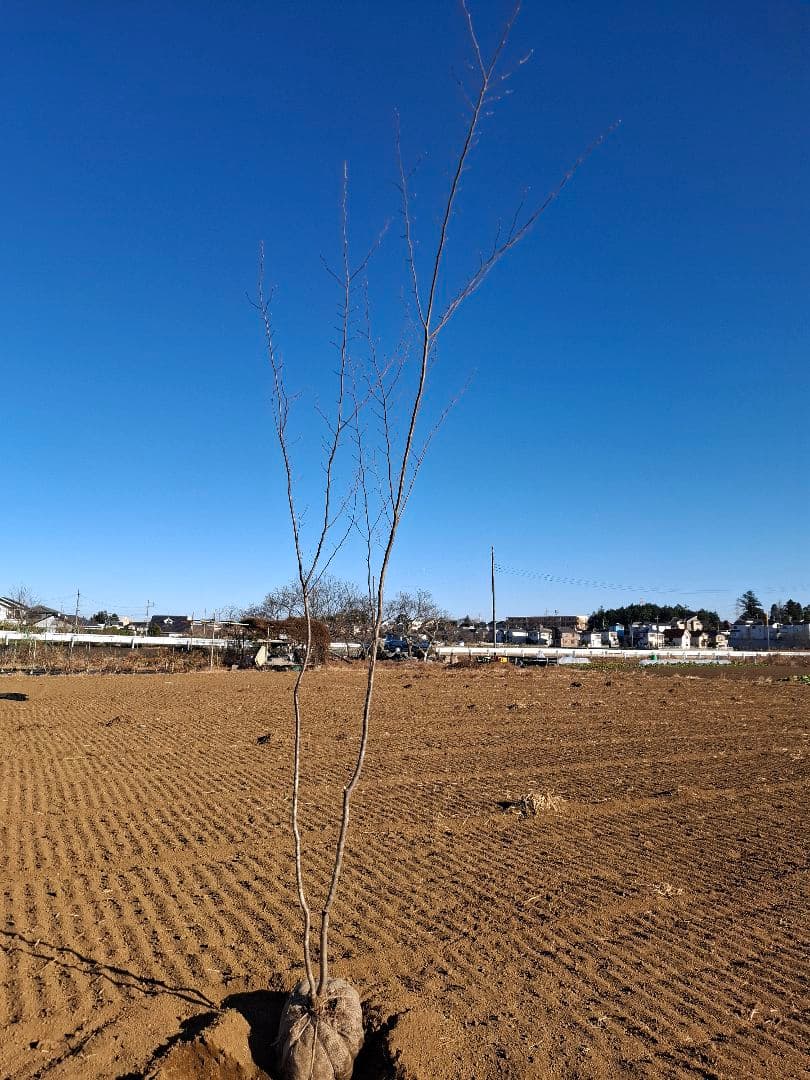 クマシデ 山彩り ――雑木 アオダモ アオハダ カエデ モミジ ―― - メルカリ