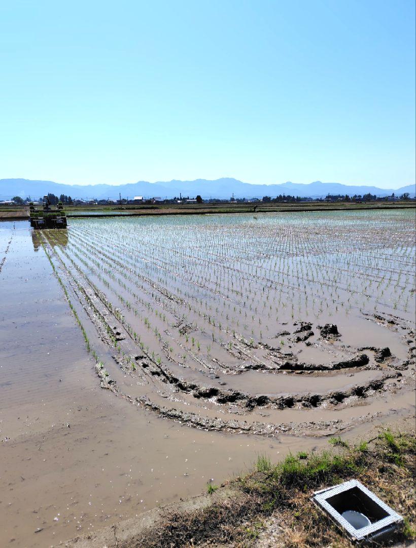 【無洗米】秋田県産あきたこまち　10キロ