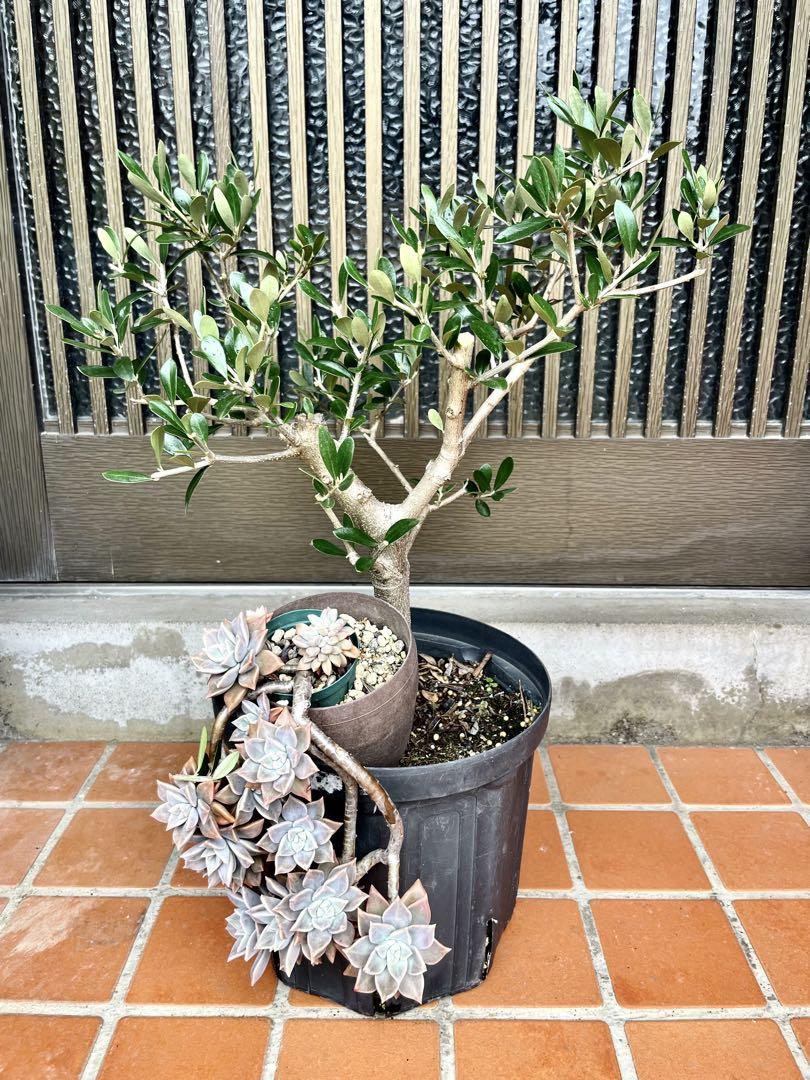 超特良!盆栽仕立て オリーブ 観葉植物 シンボルツリー その他観葉植物