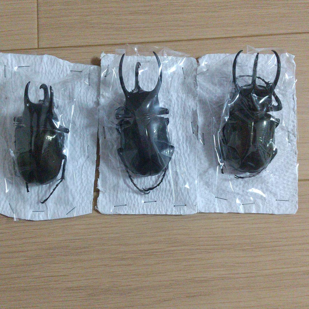小さいコーカサスオオカブト 3匹セット 昆虫標本 - メルカリ 小さいコーカサスオオカブト 3匹セット 昆虫標本 - メルカリ