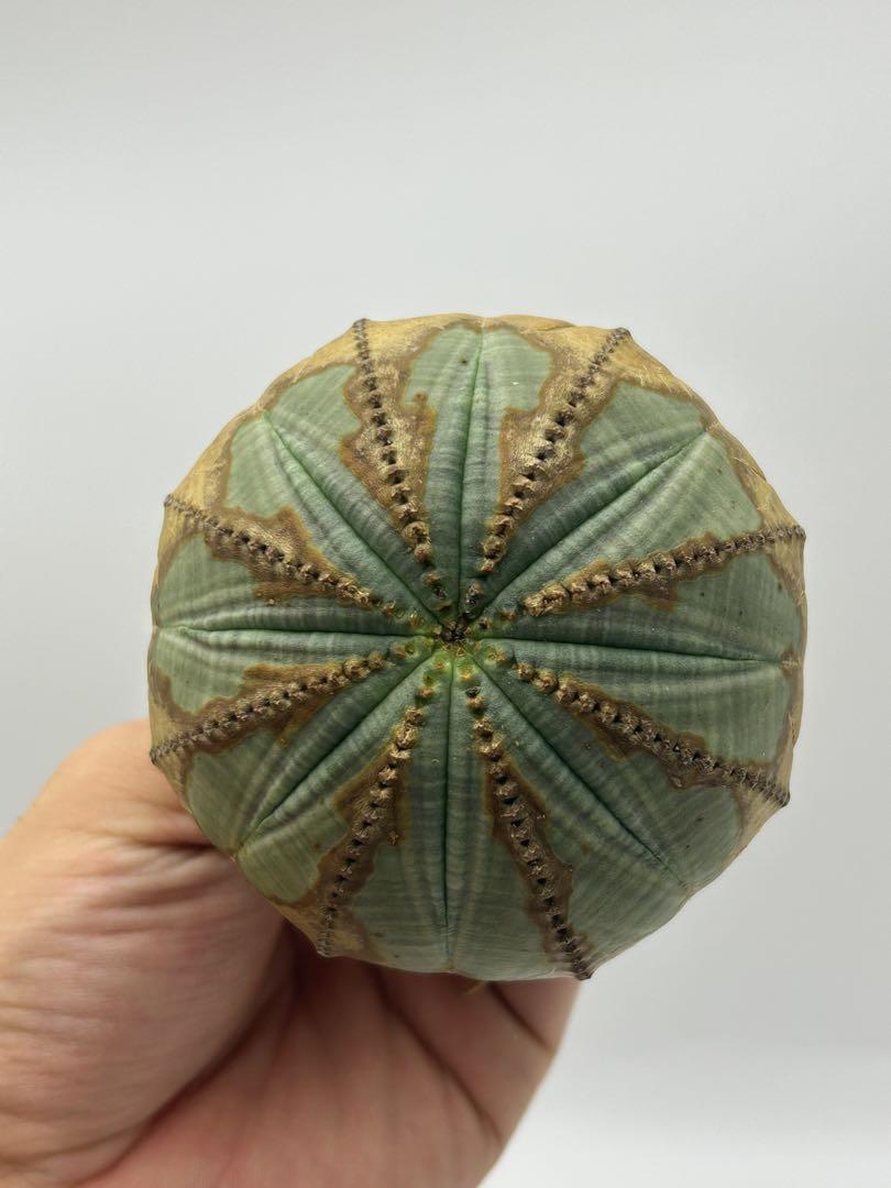 にゃんたろう　幅85mm ユーフォルビア　オベサ　ヤジリ　アロー柄