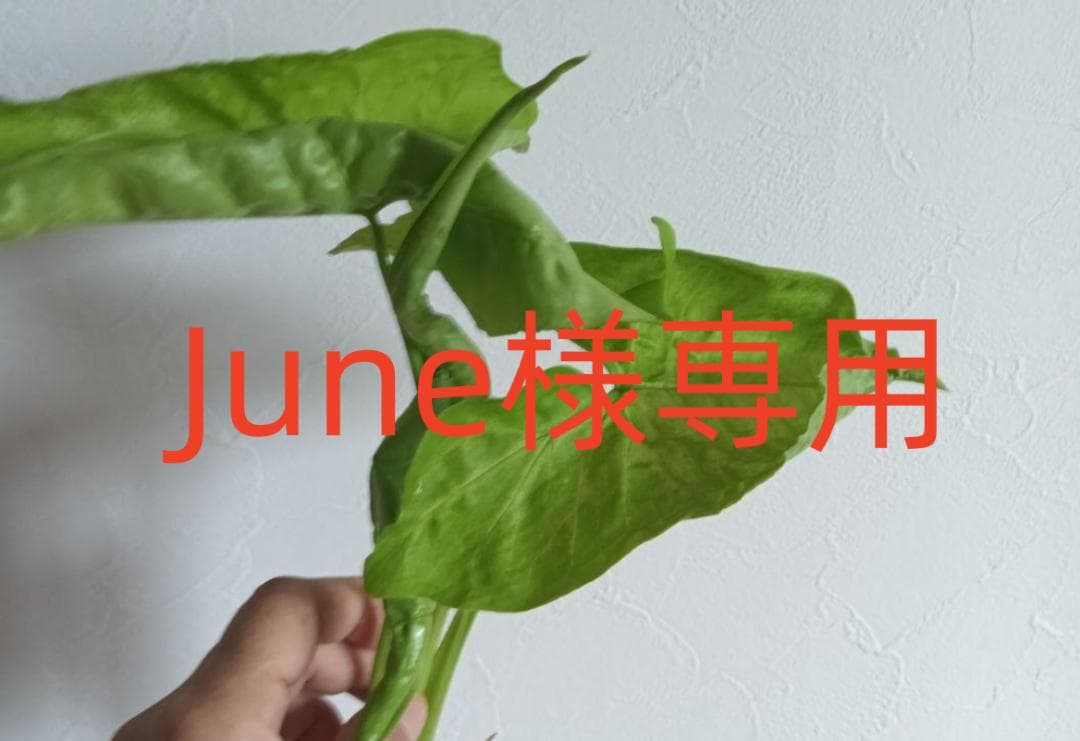 June様専用