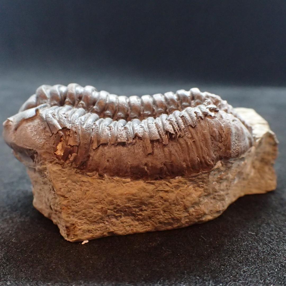 三葉虫の化石 美麗 タピノカリメネ UK産 本物保証