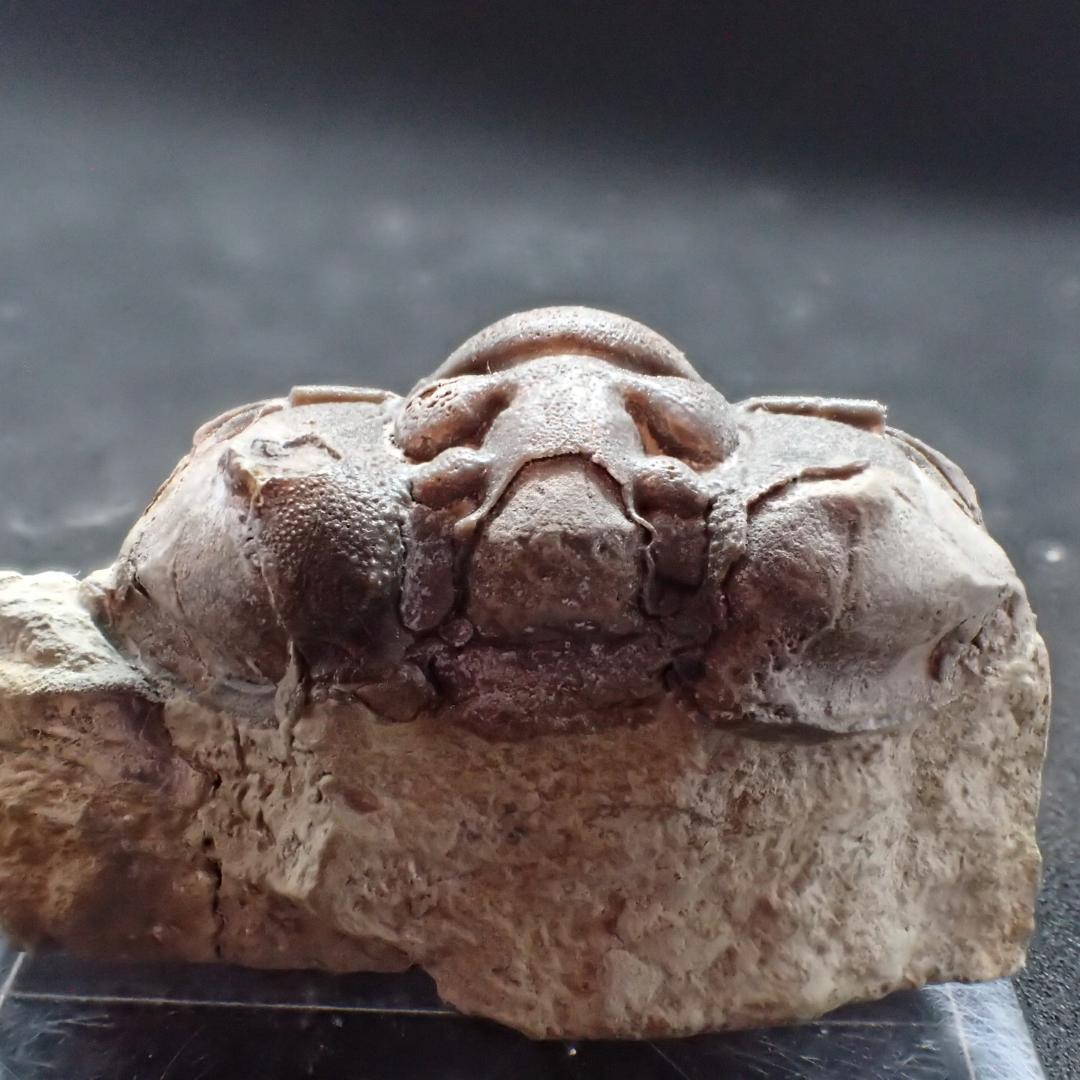 三葉虫の化石 美麗 タピノカリメネ UK産 本物保証
