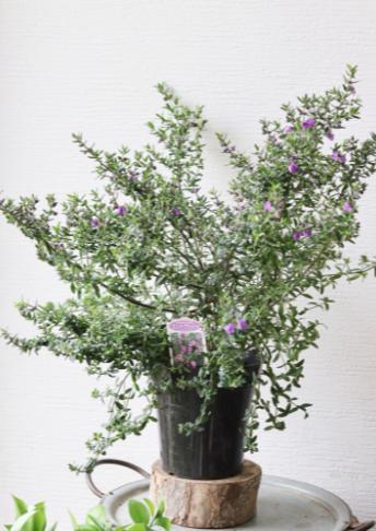 (ひまわり 専用)紫花のハーブ植物 約60cm