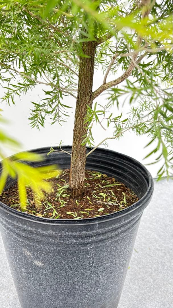 黄金のメラレウカ