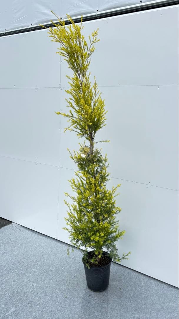 黄金のメラレウカ レボリューションゴールド