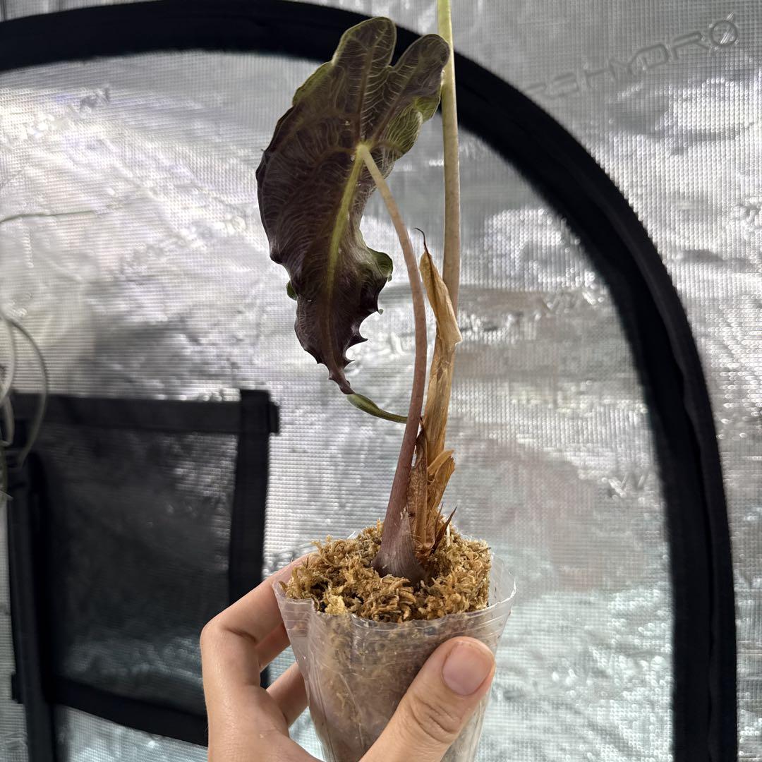 アロカシア ヴェノム Alocasia 'Venom' 管理番号20 Secret Bazaar | _ 『 アロカシア・ヴェノム(ベノム