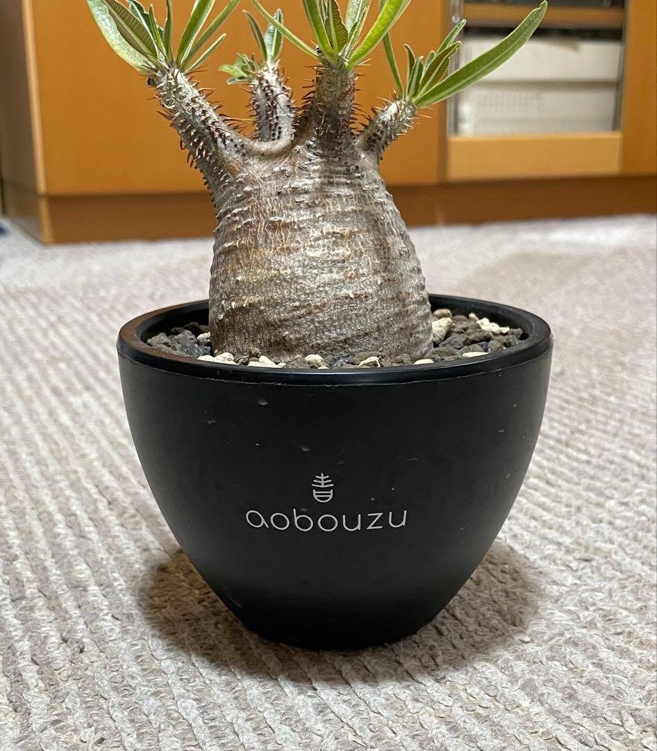 aobouzu 塊根植物 パキポディウム　グラキリス