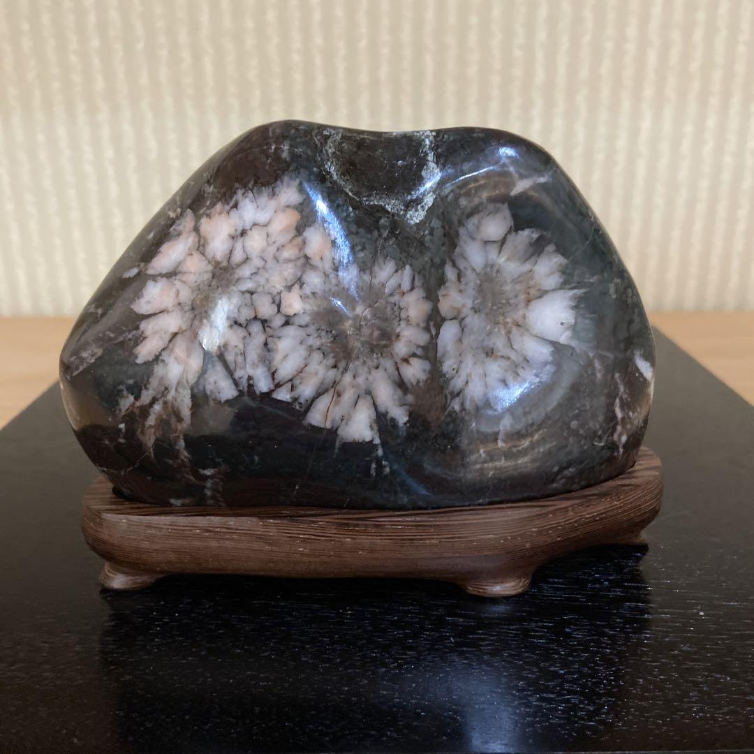 菊花石 ★ 鑑賞石 菊花石 盆石