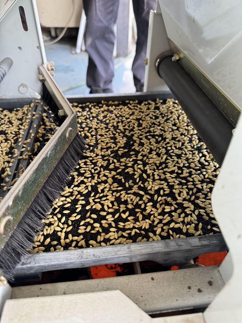 ヒノヒカリ 玄米 10kg 令和6年産