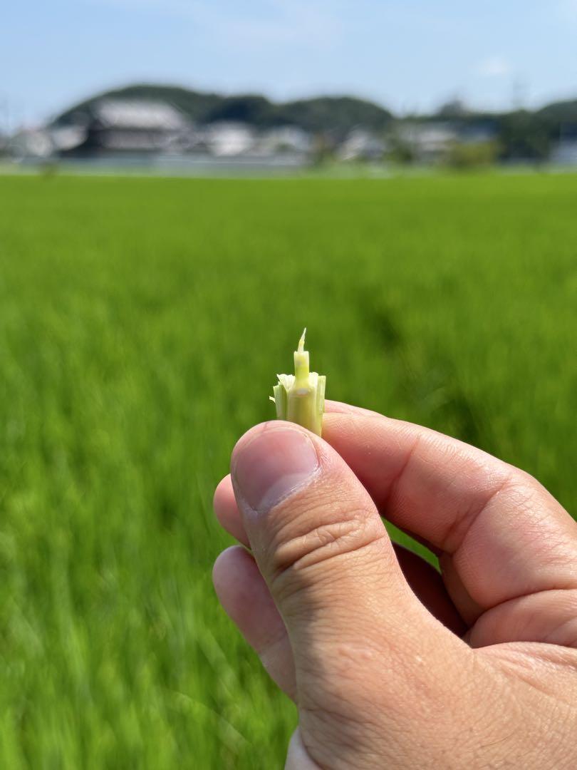 ヒノヒカリ 玄米 10kg 令和6年産