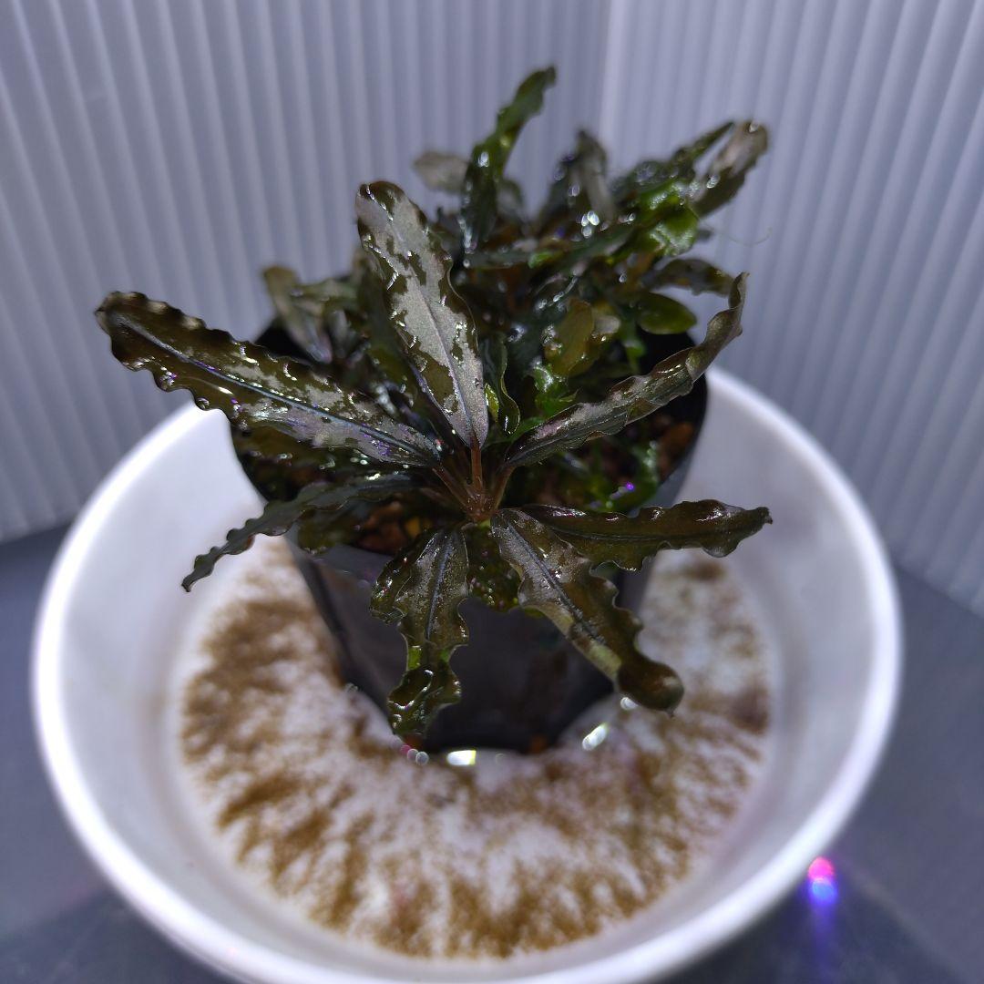 Bucephalandra sp.“Sintang-5D Diablo”