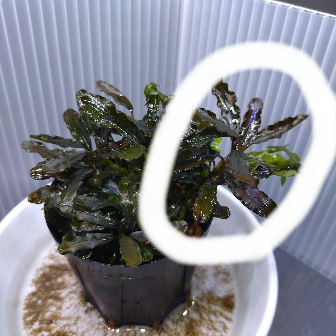 Bucephalandra sp.“Sintang-5D Diablo”
