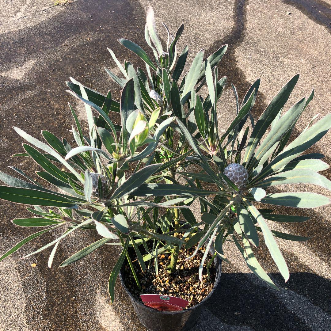 ホワイト系新品本物 ムレあり! プロテア ジュリエット 7号 ① 植物/観葉植物 インテリア・住まい・小物ホワイト系¥11,700-www.montevideocollege.edu.uy ホワイト系新品本物 ムレあり! プロテア ジュリエット 7号 ① 植物/観葉植物 インテリア・住まい・小物ホワイト系¥11,700-www.montevideocollege.edu.uy
