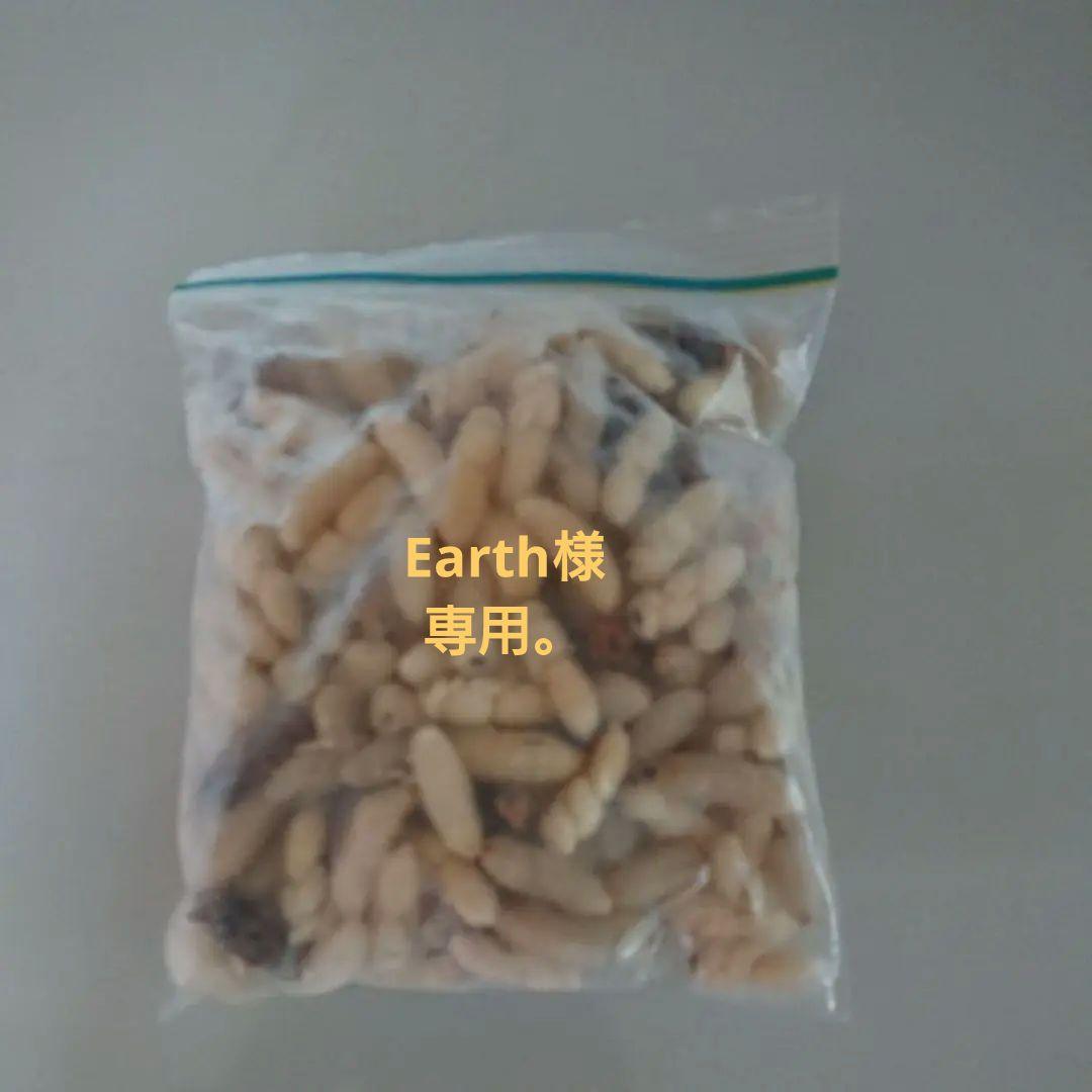 【エサ用】オオスズメバチ蜂の子 予約販売品】 エサ用】オオスズメバチ蜂の子 爬虫類・両生類の