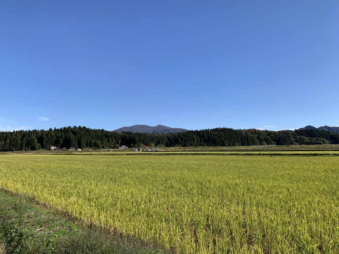 【新潟県五泉産】新米コシヒカリ・精米5 kg4袋