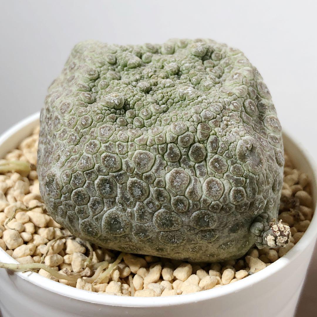 プセウドリトスクビフォルミス　第四種 isla del pescado - Pseudolithos cubiforme-プセウドリトス