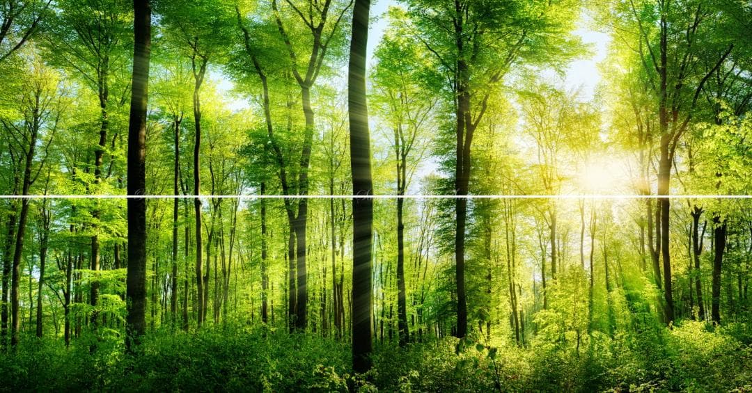 限定価格セール!】 【特大上下2枚仕様】滋賀の紅葉の名勝 割引