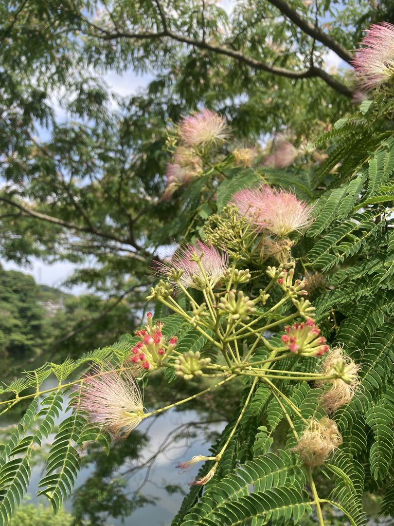 ④ ニホンミツバチ　日本蜜蜂　生ハチミツ　蜂蜜　1060g