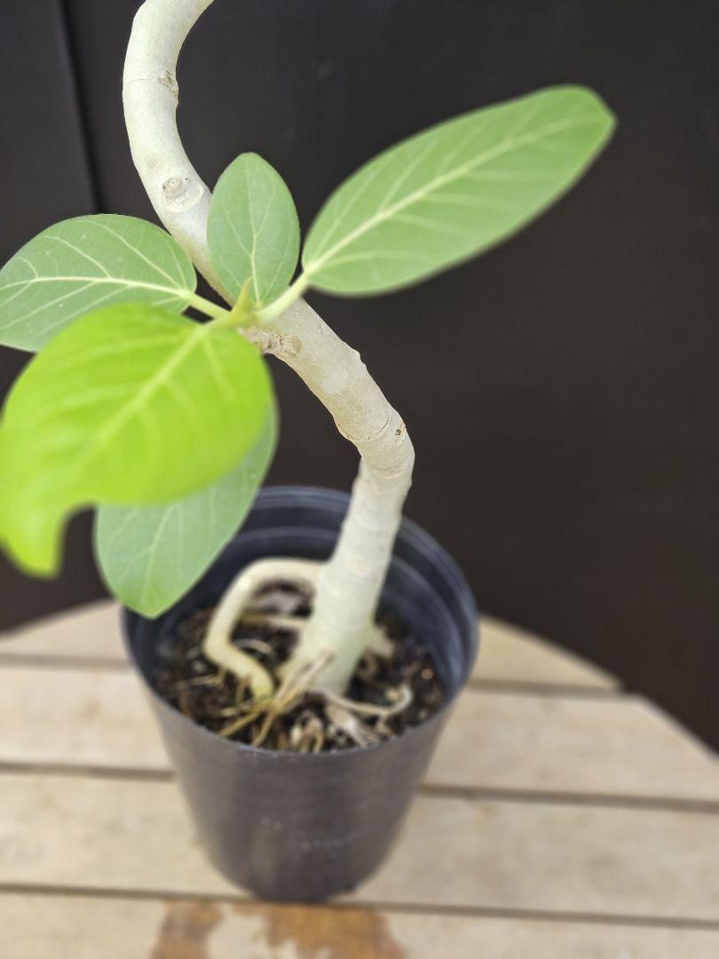 観葉植物 フィカス ベンガレンシス 6号鉢 人気の曲がりタイプ 極上品 優良株 観葉植物 フィカス ベンガレンシス 6号 曲り プラスチック鉢