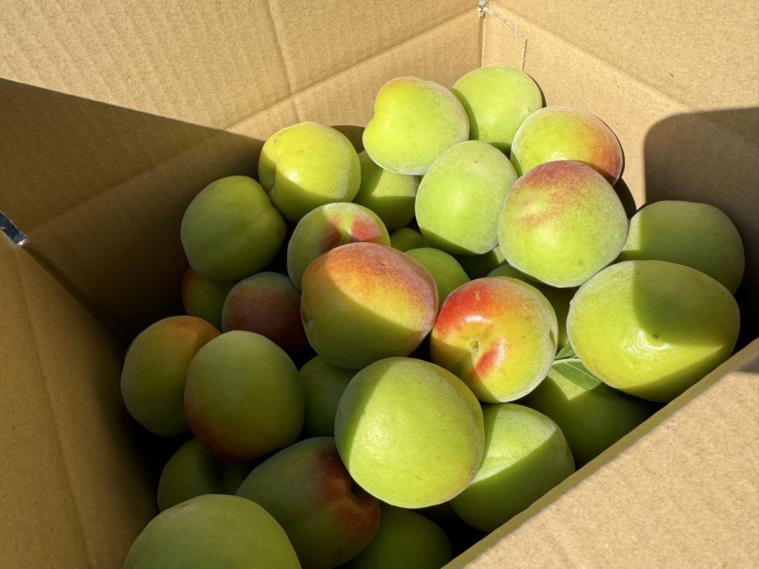 和歌山県みなべ町 南高梅 当日収穫分4Ｌサイズ3kg