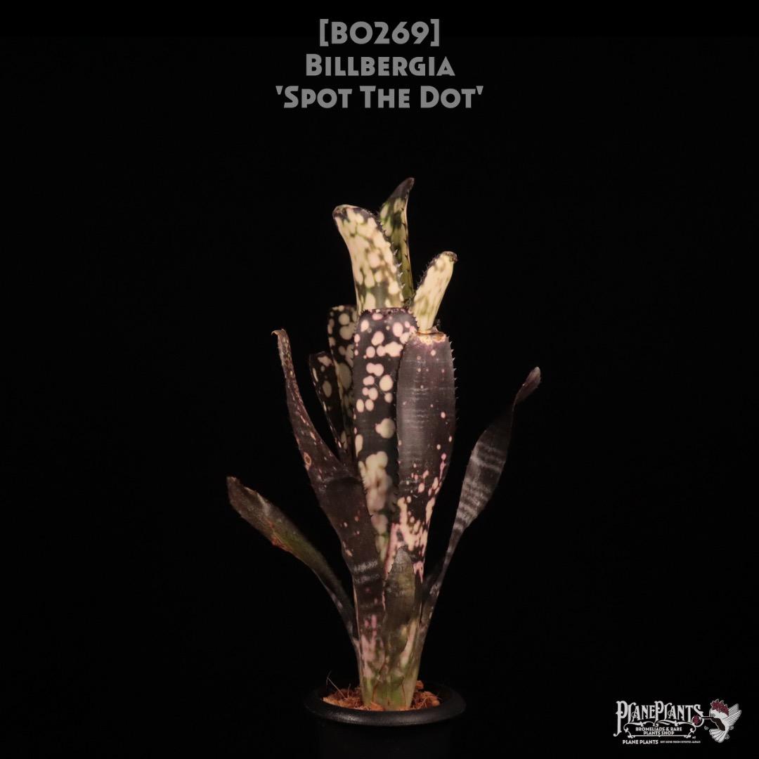 Billbergia 'Spot The Dot'〔ビルベルギア〕B0269