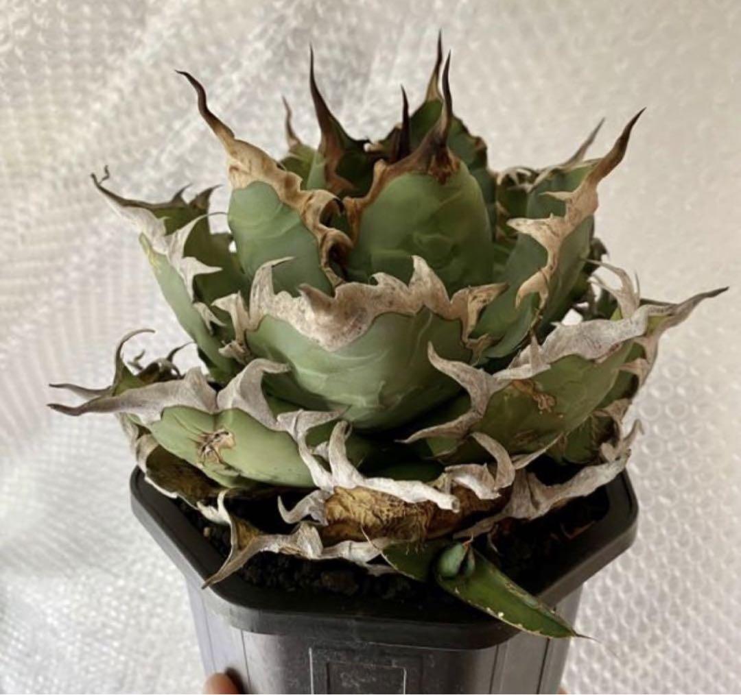 オアハカ オテロイ 現地株 胴切り 子株 Oaxaca 脇芽 アガベ