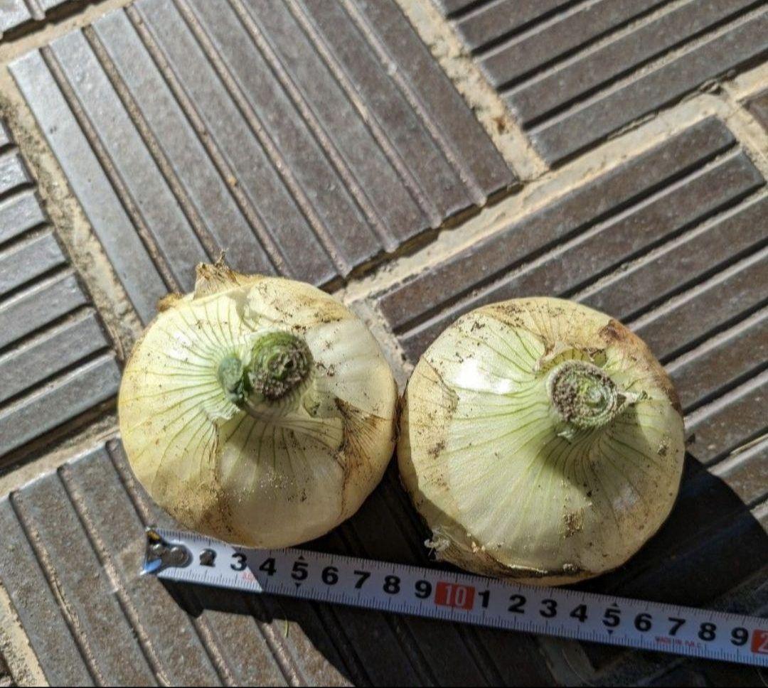 浜松産　新玉ねぎ　黄玉　10キロ