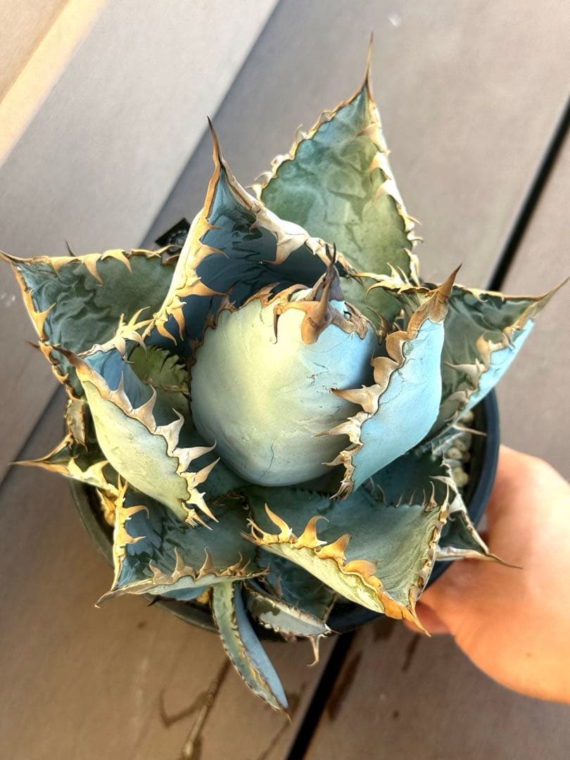 アガベ チタノタ ライオンズメーン 親株 美株 アガベ チタノタ ライオンズメーン 親株 美株