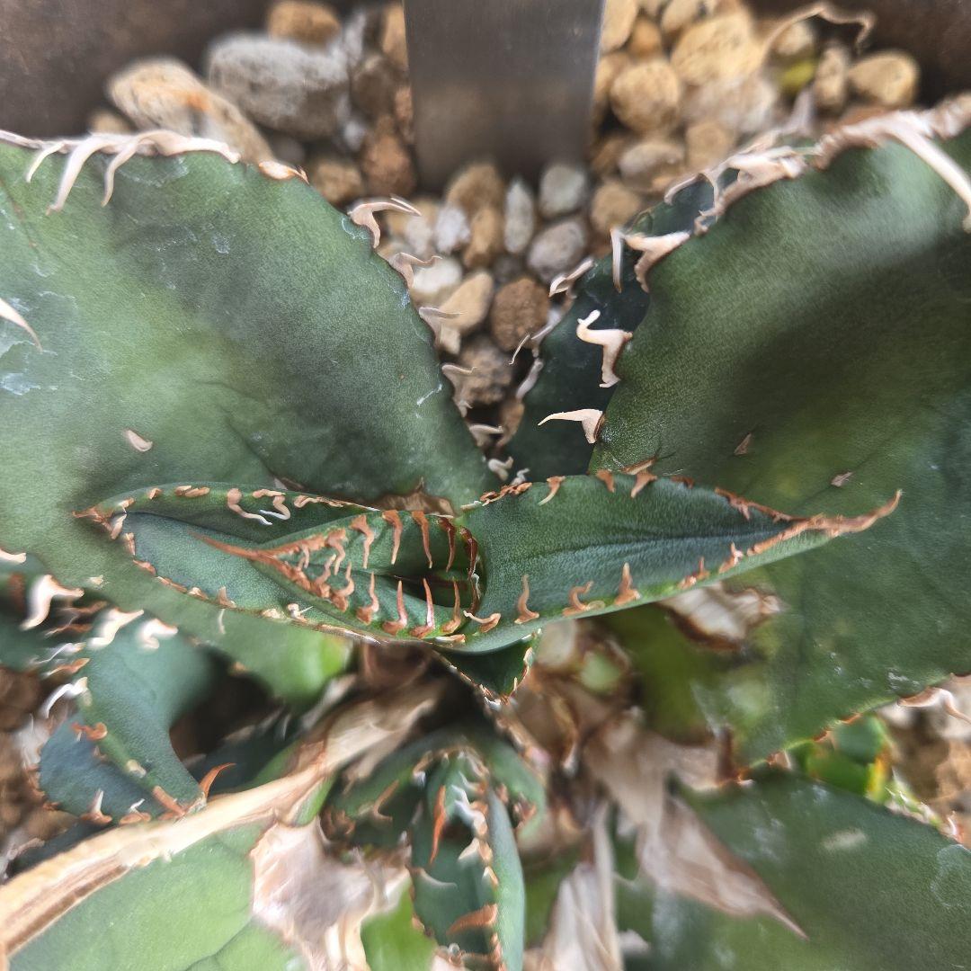 良型】良型アガベ スーパーチタノタ バケモノ 悪魔くん - メルカリ