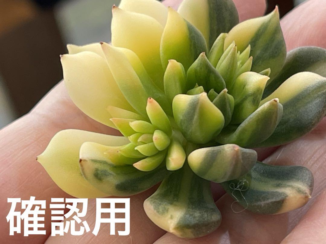 多肉植物 ジェイドポイント錦
