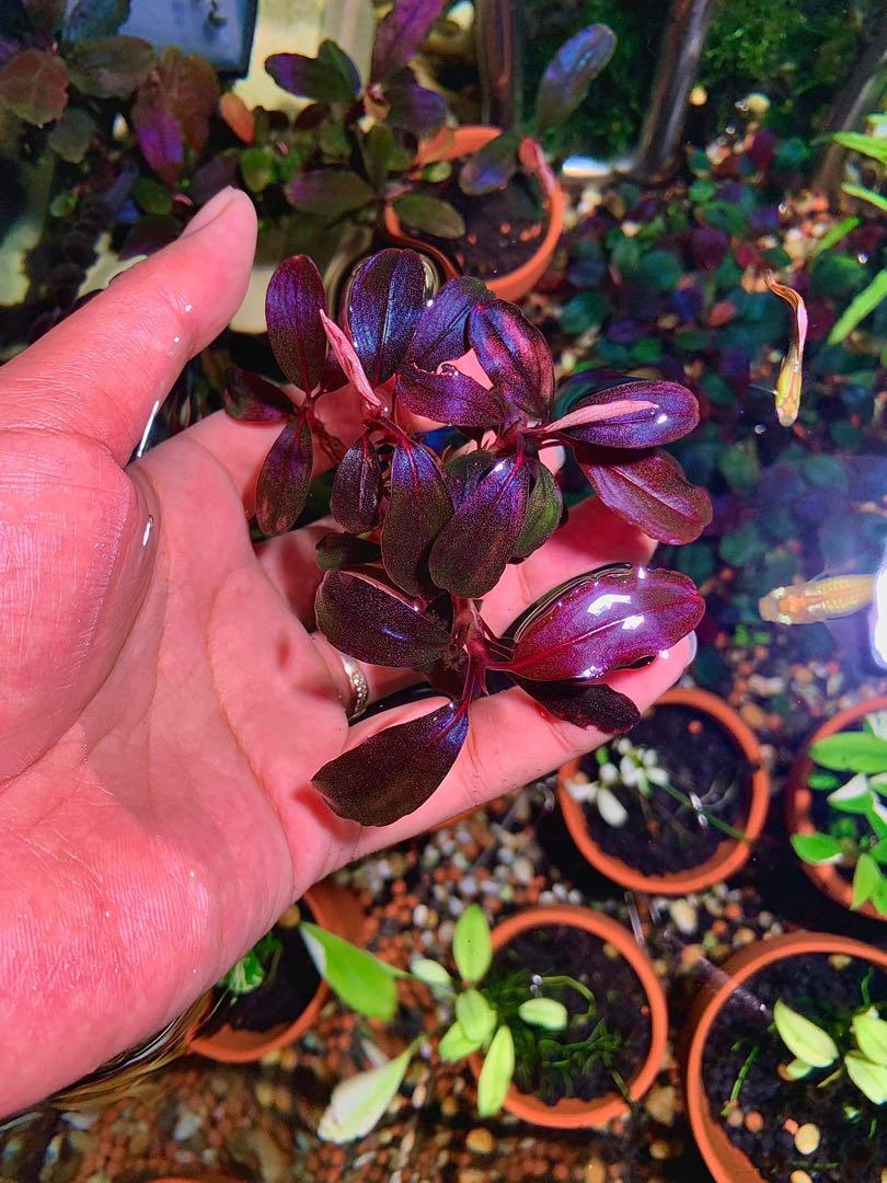 Bucephalandra sp. Dark Night 群生株 - メルカリ