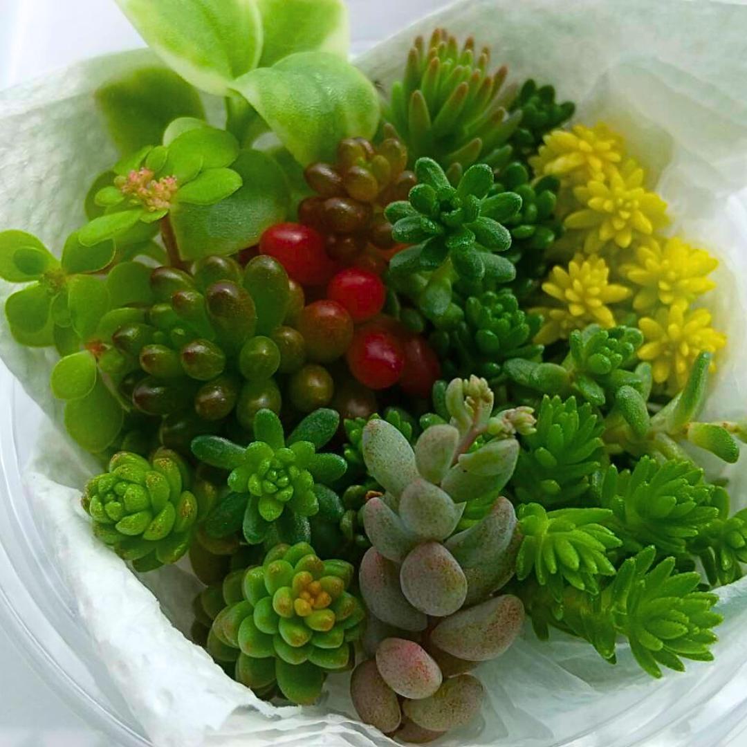 多肉植物 セダム◇詰め合わせ カット苗u - メルカリ