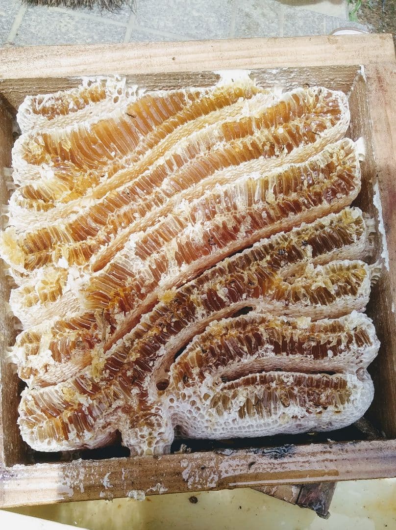 安心の日本みつばち 濃厚82% 春採はちみつ 1100g 貴重品‼ - 通販