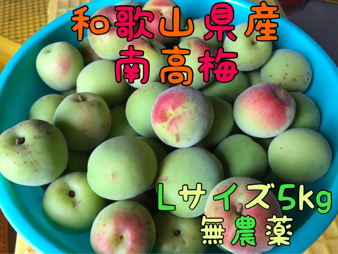和歌山県産南高梅Lサイズ5kg 無農薬
