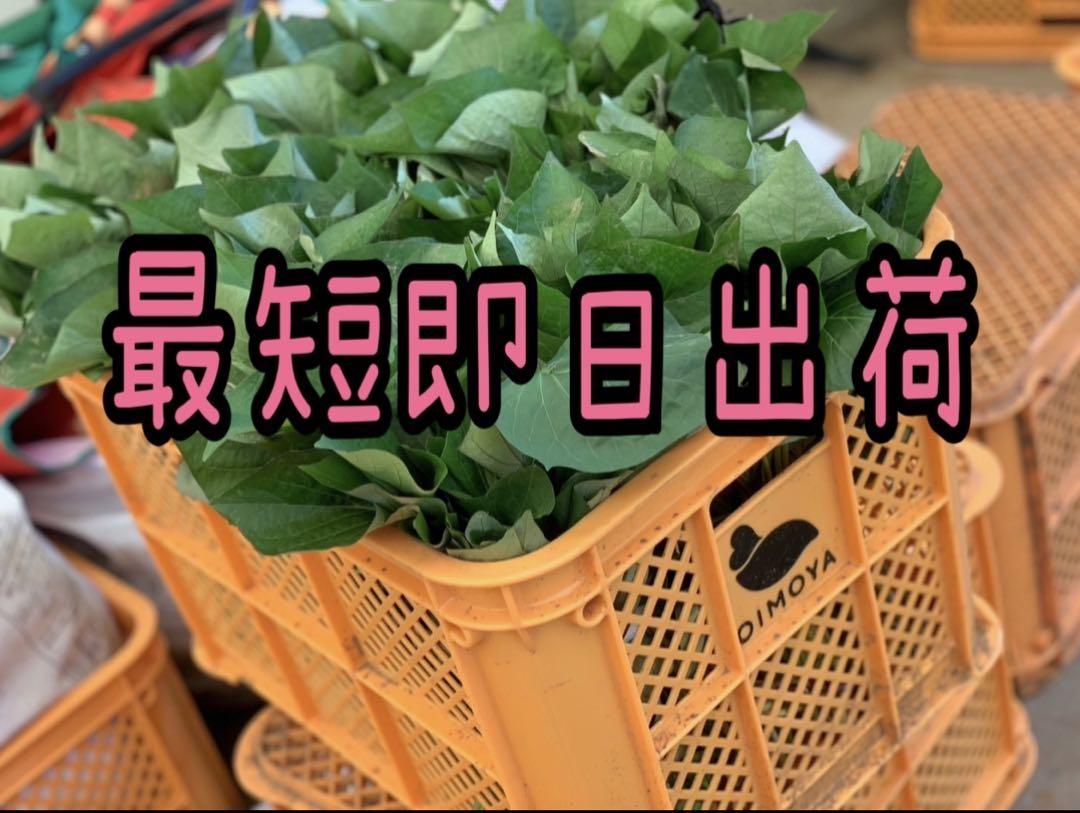 さつまいも苗ウイルスフリー紅あずま300本 楽天市場】さつまいも 苗 ウィルスフリーの通販