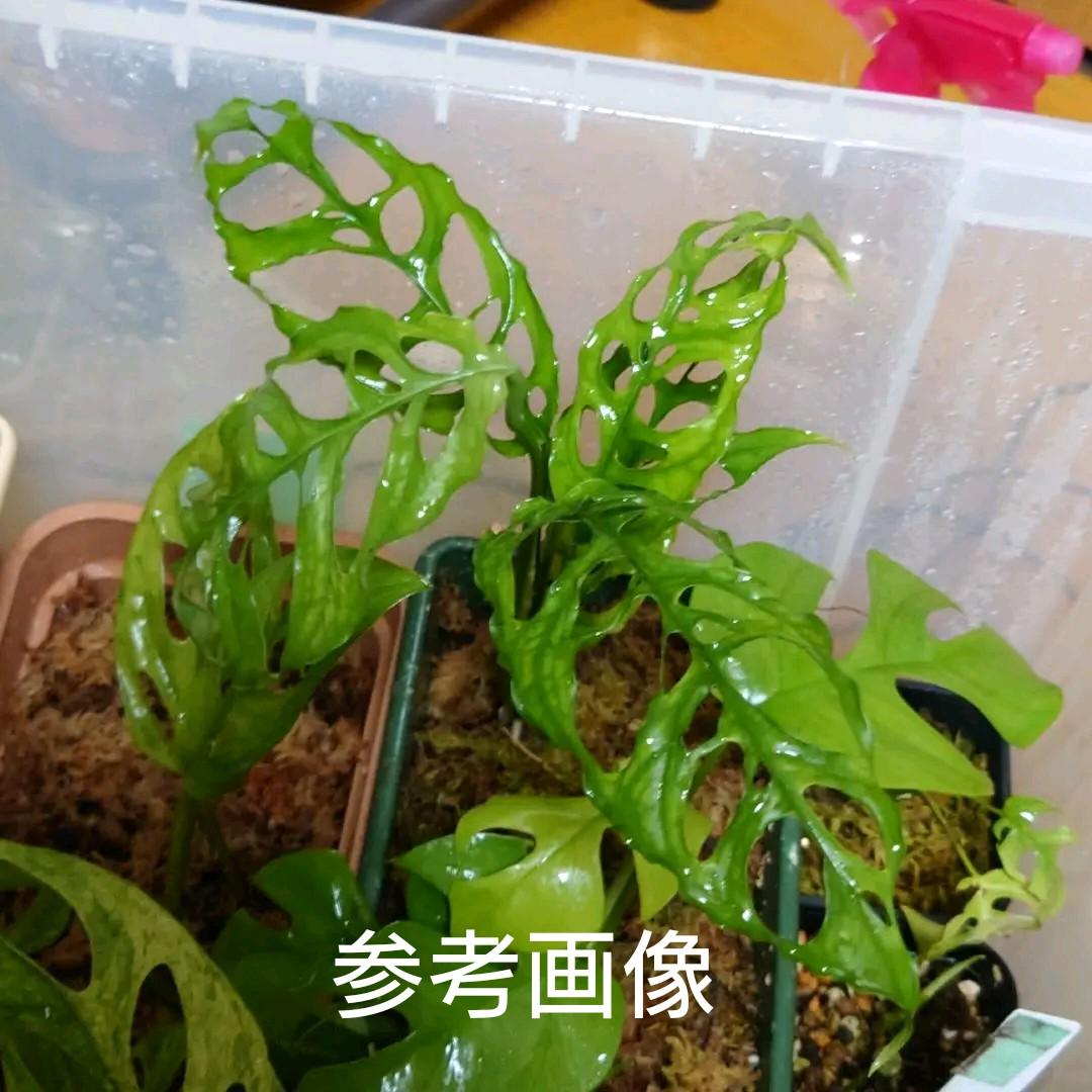 モンステラオブリクアペルー Monstera 'Obliqua Peru'