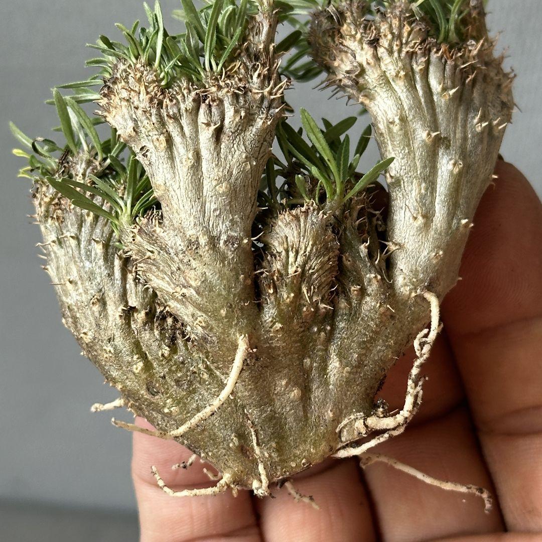 珍奇植物 パキポディウム グラキリス 綴化 実生 選抜株 落葉