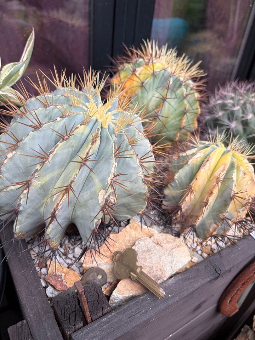 ドライガーデン多肉サボテン斑入りアガベ