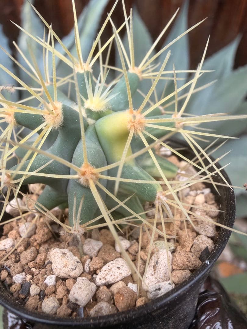 フェロカクタス王冠竜錦 ドライガーデン多肉サボテン斑入りアガベ アロエ ヤシ YUZUMIYA_COM