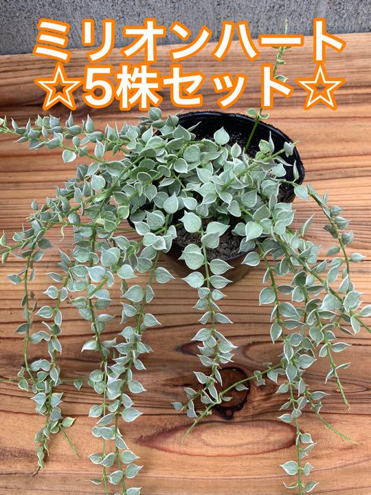 斑入りミリオンハート5pot