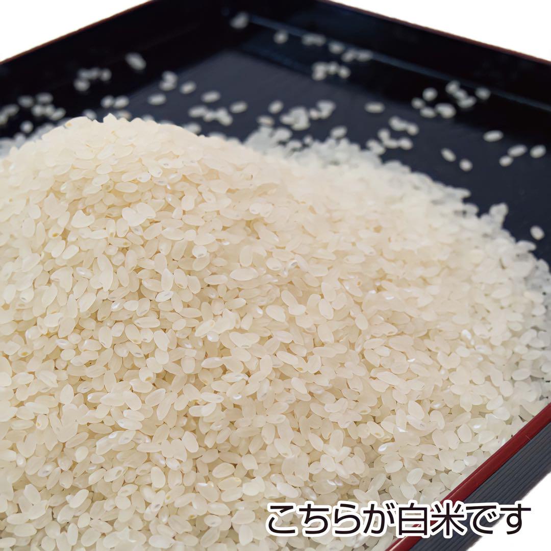 新米 農家直送 秋田県産 令和６年 あきたこまち 15kg 特別栽培米 秋田小町