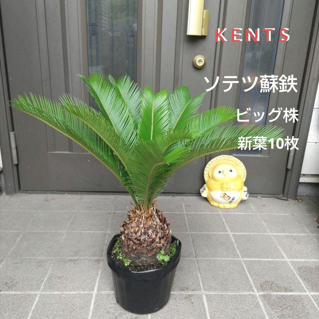 ソテツ蘇鉄　ビッグ株　新葉10枚　観葉植物　インテリア