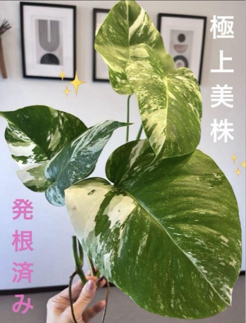3 モンステラ ホワイトタイガー 発根済み 新芽3 極上美株